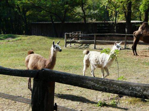 Kattints ide a teljes kép megtekintéséhez