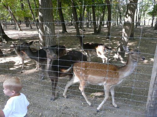 Kattints ide a teljes kép megtekintéséhez