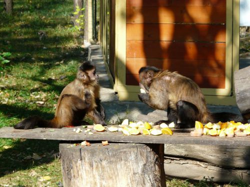 Kattints ide a teljes kép megtekintéséhez