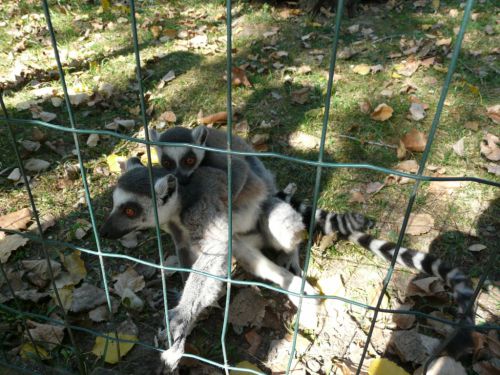 Kattints ide a teljes kép megtekintéséhez