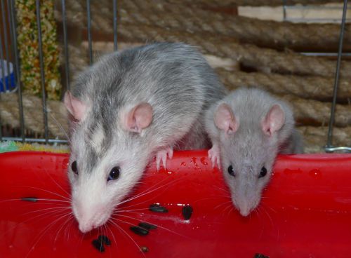 Kattints ide a teljes kép megtekintéséhez